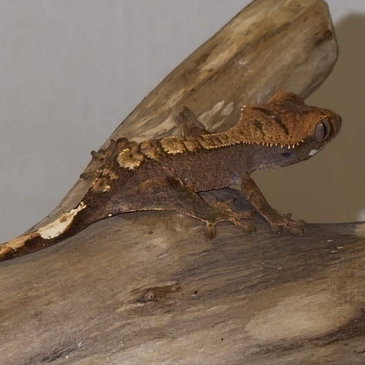 Butters, crested gecko