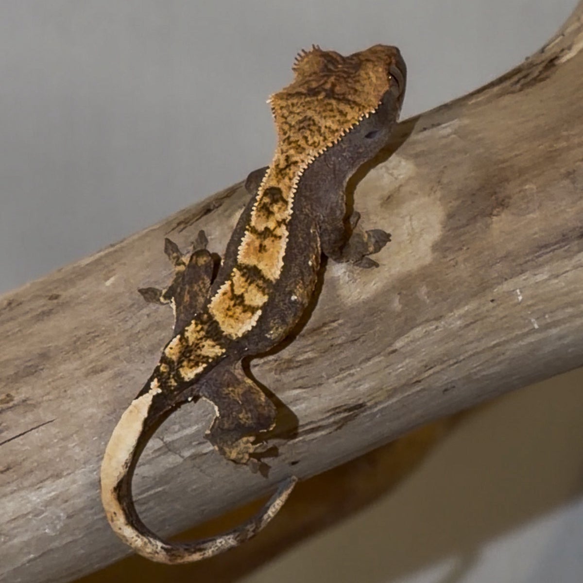 Tater, crested gecko