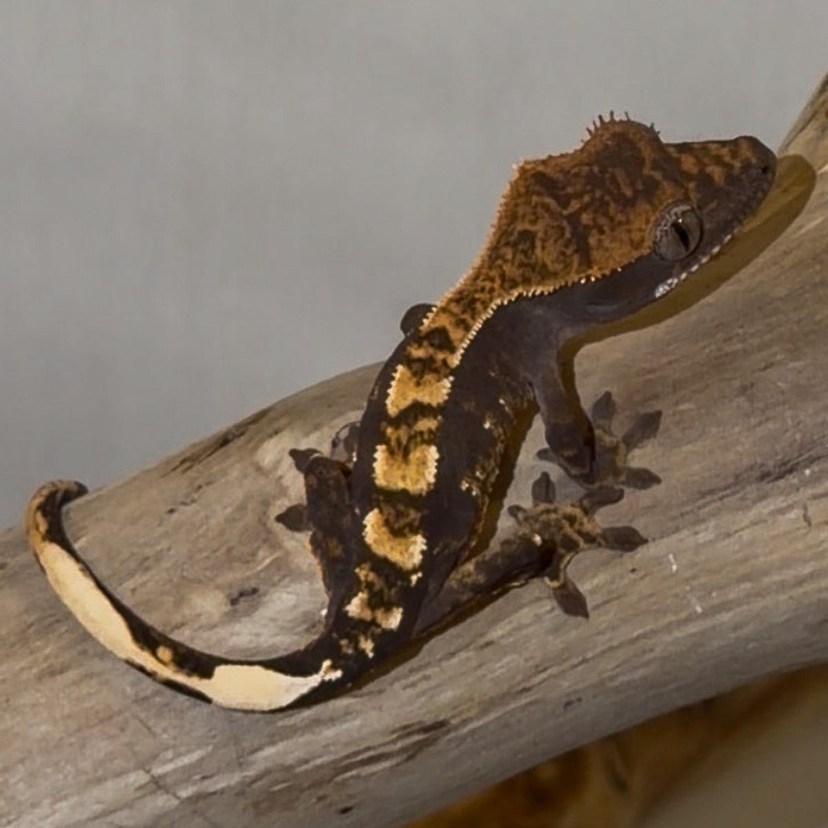 Doodle, crested gecko