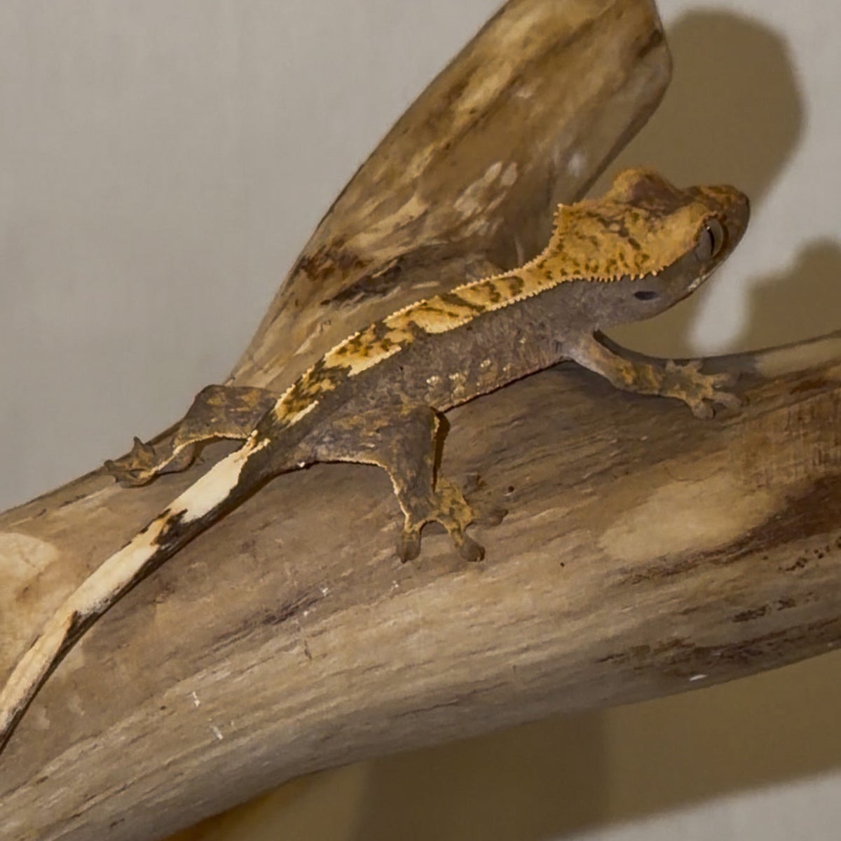 Nugget, crested gecko